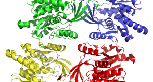 Crystal Structure of Human Ketohexokinase: PDB Code: 2HLZ