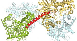 Crystal Structure of Human Hexokinase II: PDB Code 2NZT
