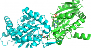 Crystal Structure of Human Septin 2 in Complex with GDP: PDB Code 2QNR