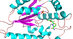 Human Nicotinamide Riboside Kinase 1 in Complex with Tiazofurin: PDB Code: 2P0E