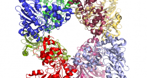 Crystal Structure of Human Creatine Kinase, Mitochondrial 2 (sarcomeric): PDB Code: 2GL6