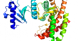 Crystal Structure of Human Choline Kinase α: PDB Code: 271Q