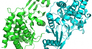 Crystal structure of human choline kinase β: PDB Code: 2IG7