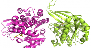 Human Ribokinase: PDB Code: 2FV7