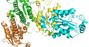 Human ATP Kinase Domain of 3’-Phosphoadenosine-5’-Phosphosulfate: PDB Code: 2AX4