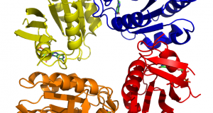ARL5: Human ADP-Ribosylation Factor-Like 5: PDB Code: 2H16 and 2H17