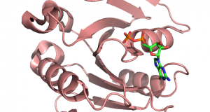 Human ADP-Ribosylation Factor-Like 5 Isoform 1: PDB Code: 2H16 and 2H17